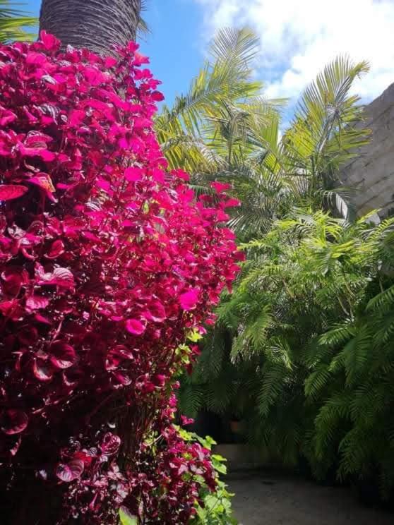 Villa Pitta Porto Santo Esterno foto